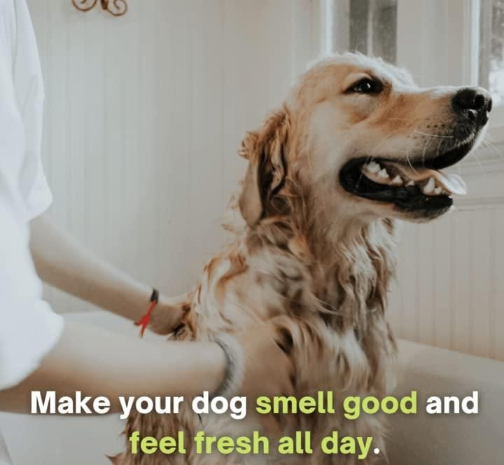 Anti-Itch Dog Shampoo|Ditch to Itch 300ml Pack of 1
