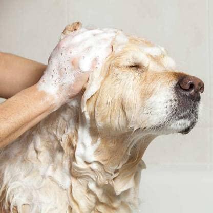 Anti-Itch Dog Shampoo|Ditch to Itch 300ml Pack of 1